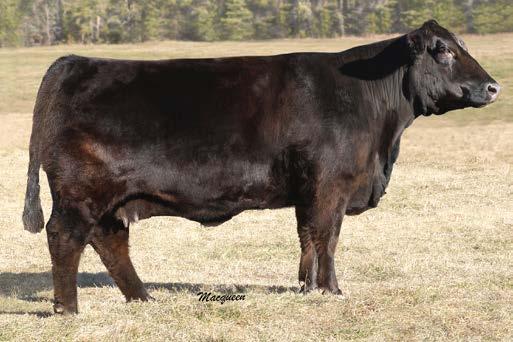 She is a well balanced, stylish female that will be competitive in the show ring and a front pasture female when she enters her productive life.