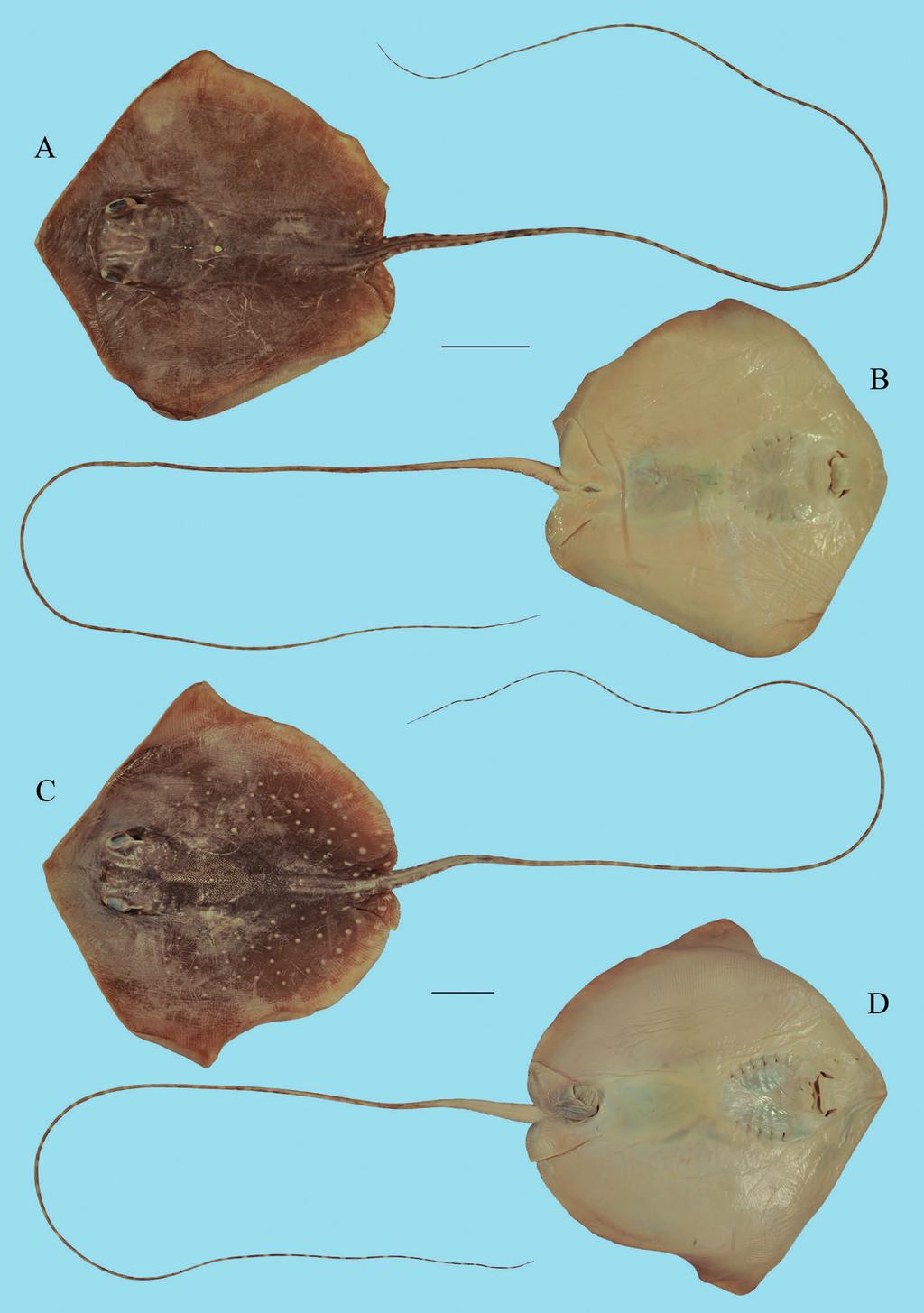 Contribution to the taxonomy and distribution of eight ray species (Chondrichthyes, Batoidea) from coastal waters of Thailand 263 Figure 10