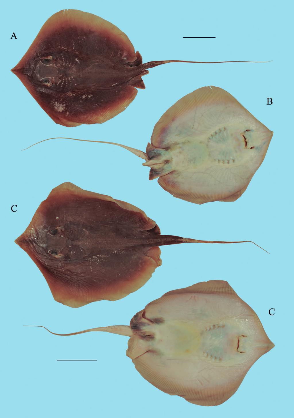 Contribution to the taxonomy and distribution of eight ray species (Chondrichthyes, Batoidea) from coastal waters of Thailand 267 Figure 14 Himantura walga, ZMH 25690: