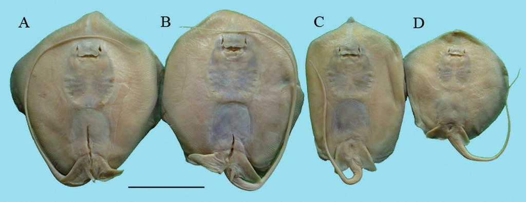 Contribution to the taxonomy and distribution of eight ray species (Chondrichthyes, Batoidea) from coastal waters of Thailand 269 Figure 16 Himantura walga, ZMH 121965, ventral views: A: Male, 112 mm