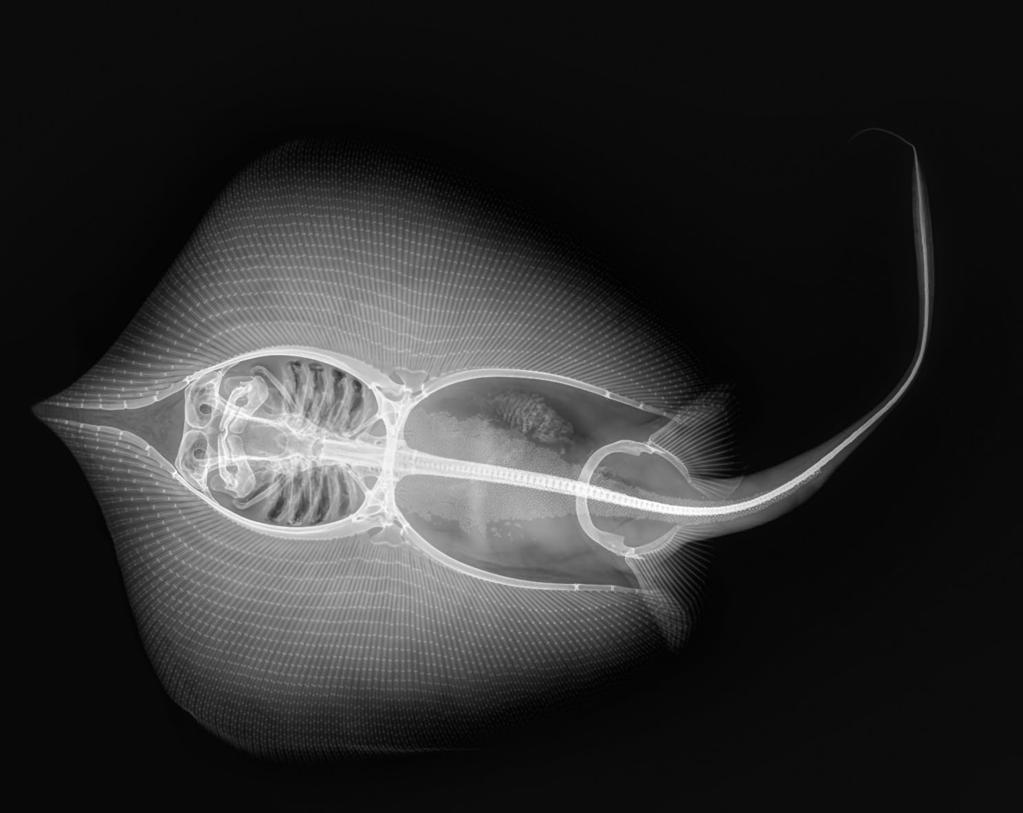 Contribution to the taxonomy and distribution of eight ray species (Chondrichthyes, Batoidea) from coastal waters of Thailand 271 Figure 18 Himantura walga, ZMH 25690: Radiograph of the 181 mm wide