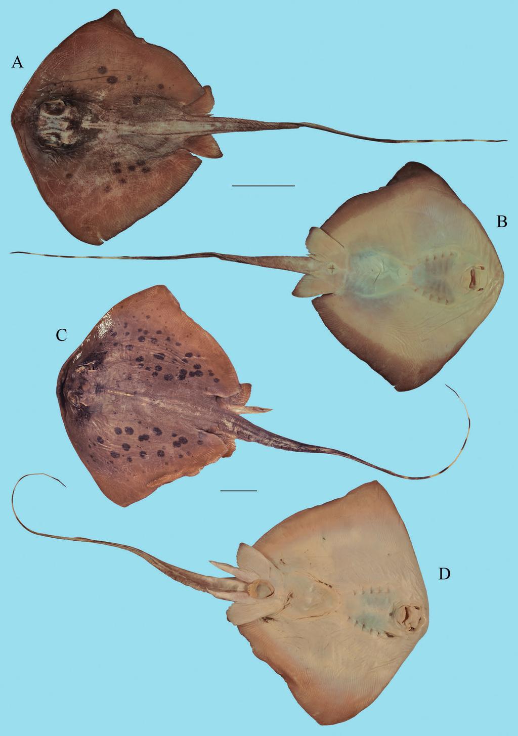 Contribution to the taxonomy and distribution of eight ray species (Chondrichthyes, Batoidea) from coastal waters of Thailand 273 Figure 20