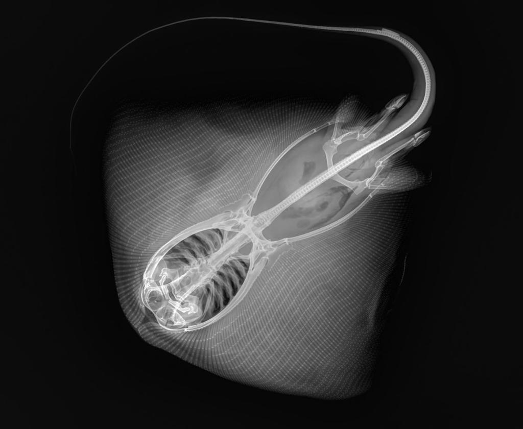 Contribution to the taxonomy and distribution of eight ray species (Chondrichthyes, Batoidea) from coastal waters of Thailand 277 Figure 22 Neotrygon kuhlii: Radiograph of specimen ZMH 25698.