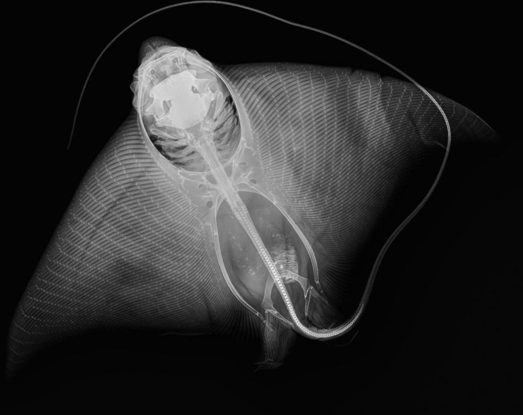Contribution to the taxonomy and distribution of eight ray species (Chondrichthyes, Batoidea) from coastal waters of Thailand 279 Figure 24 Aetomylaeus nichofii: Radiograph of specimen ZMH 25701.