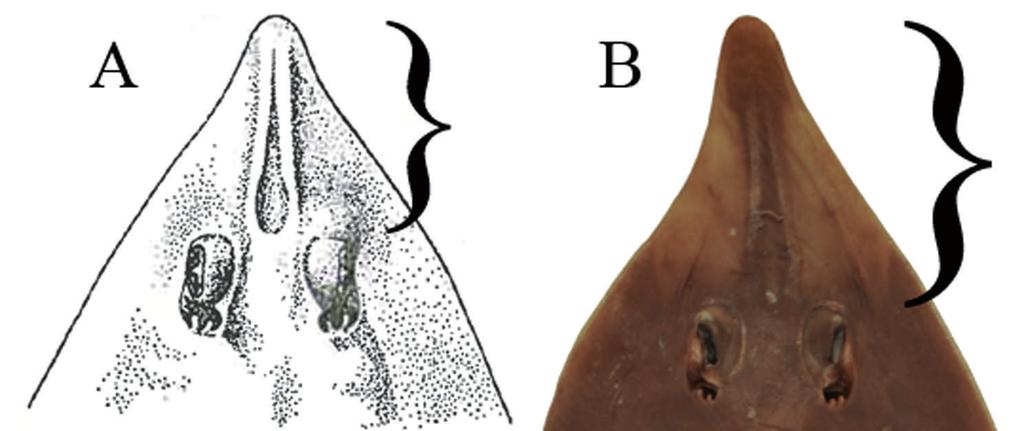 Contribution to the taxonomy and distribution of eight ray species (Chondrichthyes, Batoidea) from coastal waters of Thailand 281 Figure 25 Dorsal heads: A: Rhinobatos lionotus (after Norman 1926),
