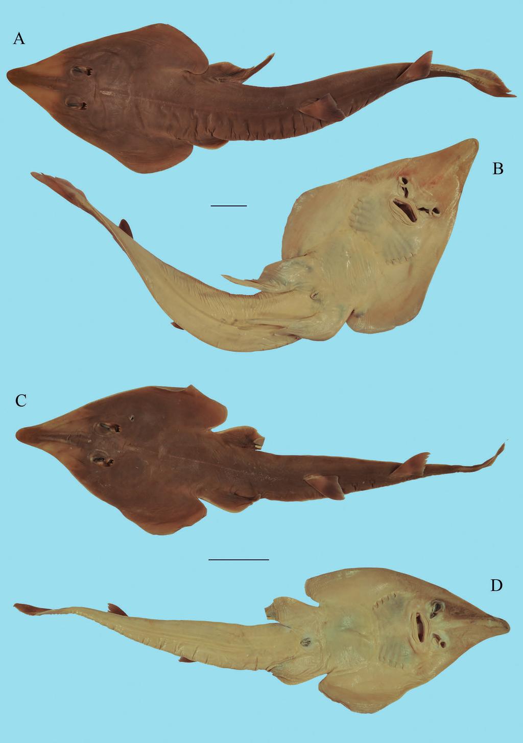 Contribution to the taxonomy and distribution of eight ray species (Chondrichthyes, Batoidea) from coastal waters of Thailand 283 Figure 27 Rhinobatos
