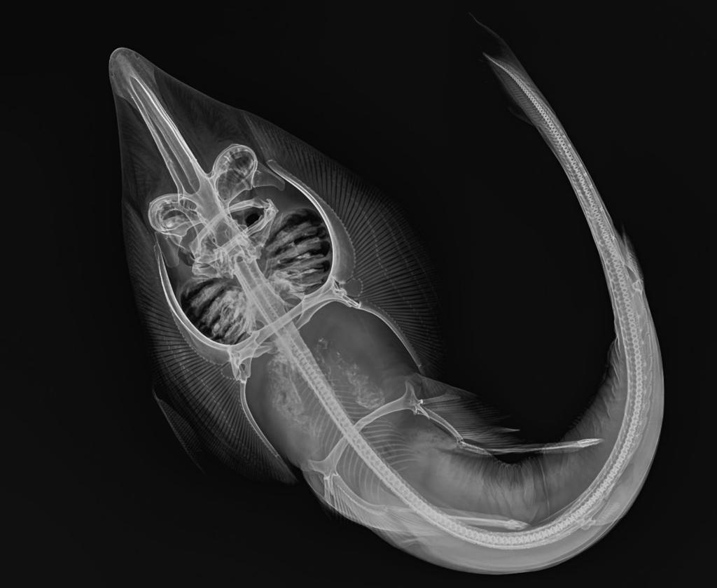 284 NF 46 2011 Simon Weigmann Figure 28 Rhinobatos formosensis: Radiograph of specimen ZMH 25693.