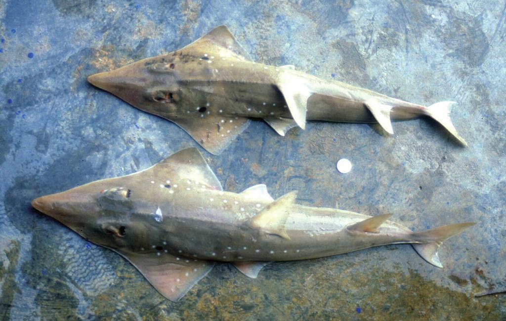 Contribution to the taxonomy and distribution of eight ray species (Chondrichthyes, Batoidea) from coastal waters of Thailand 287 Figure 30 Photograph of the two specimens ZMH 25687 and 25688