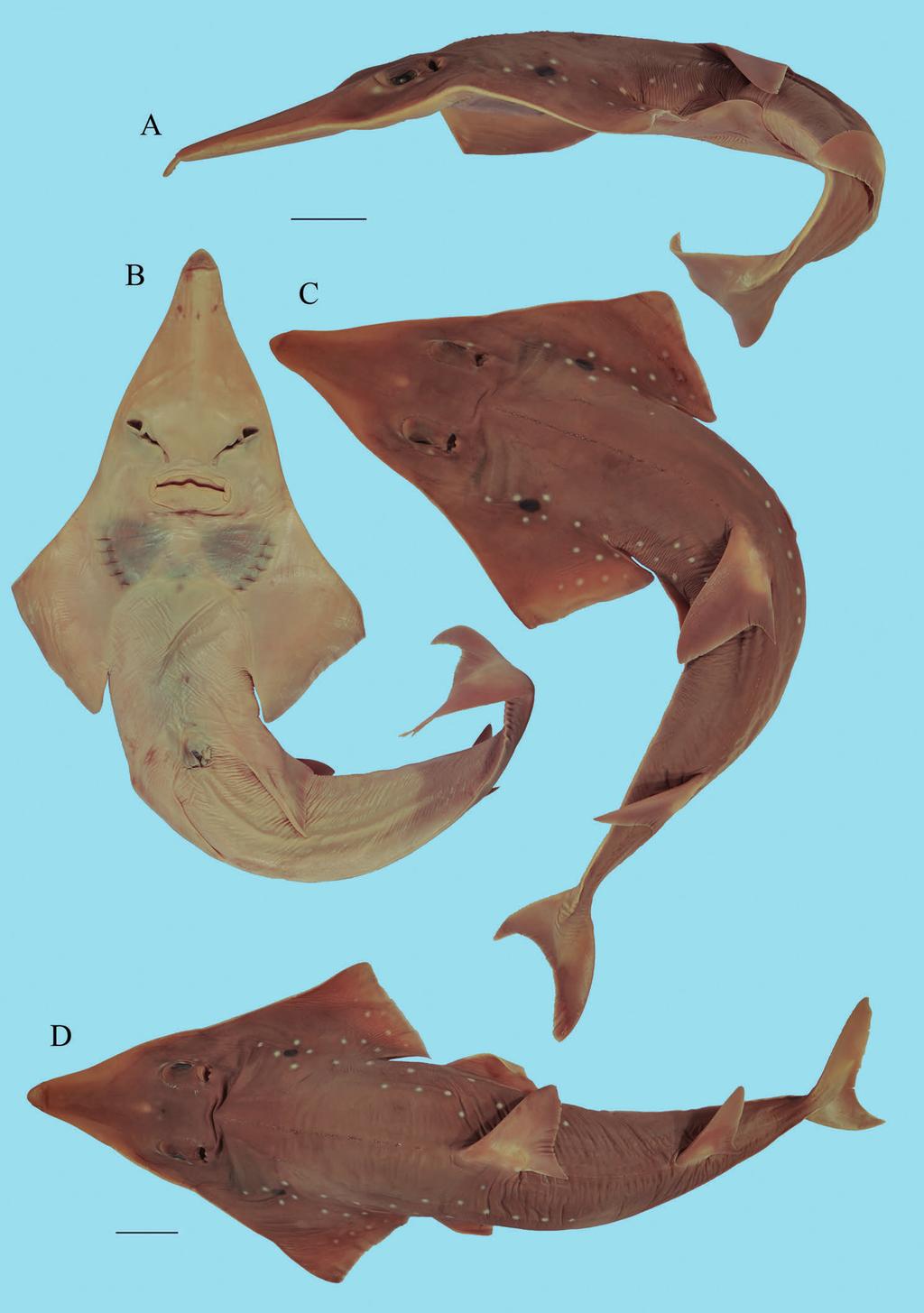 Contribution to the taxonomy and distribution of eight ray species (Chondrichthyes, Batoidea) from coastal waters of Thailand 289 Figure 31