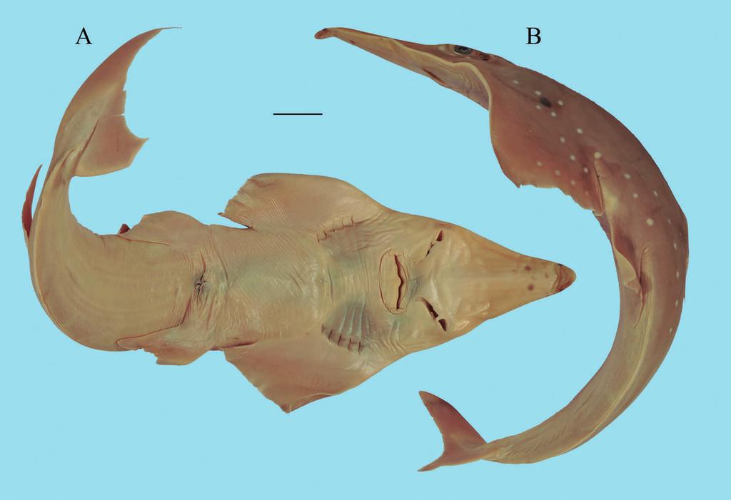 290 NF 46 2011 Simon Weigmann Figure 32 Rhynchobatus australiae: A B: ZMH 25688: A: Ventral view, B: Lateral view. Scale bar A B 5 cm. thus are obviously based on Wallace s numbers.
