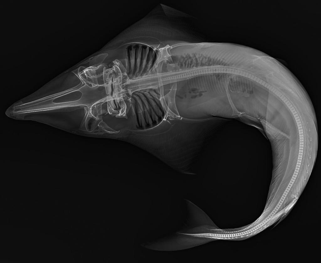 Contribution to the taxonomy and distribution of eight ray species (Chondrichthyes, Batoidea) from coastal waters of Thailand 291 Figure 33 Rhynchobatus australiae: Radiograph of specimen ZMH 25687.