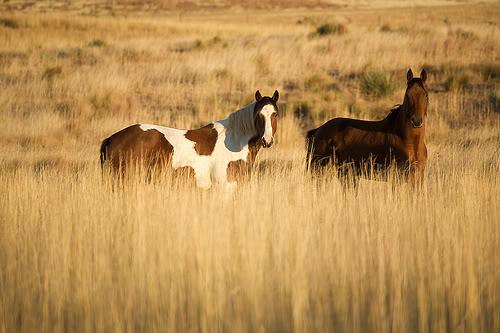 2014 Idaho Horse Expo Canyon $4,000 Idaho Horse Census Canyon 2,500 Mini Cassia Outlaws Minidoka 250 Miss Rodeo Idaho, Inc.