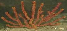 of echinoderms (e.g., brittle stars, sea stars, sea urchins, sea cucumbers).