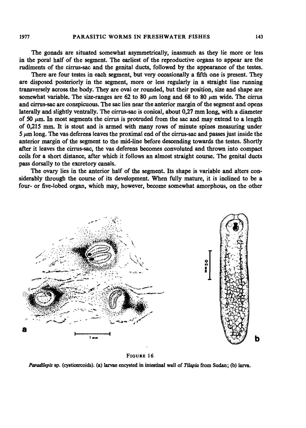 1977 PARASITIC WORMS IN FRESHWATER FISHES 143 The gonads are situated somewhat asymmetrically, inasmuch as they lie more or less in the poral half of the segment.