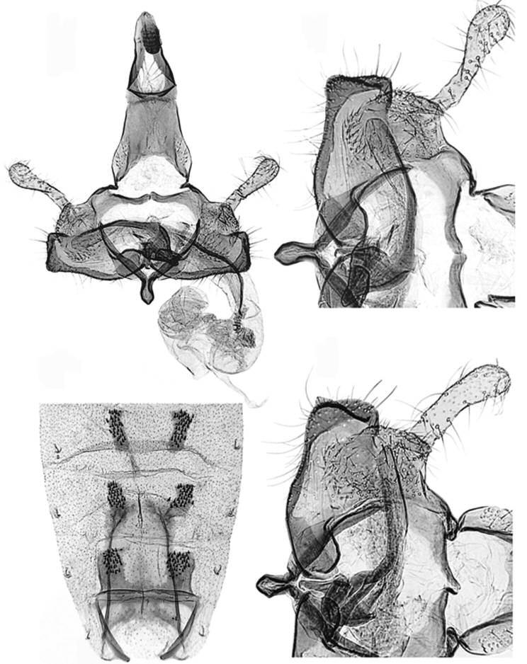 G. BALDIZZONE 3 4 6 5 Figs. 3-6. 3. C. curictae Baldizzone, sp. n., male genitalia: (PG Bldz 16107) Croatia, Island of Krk, Hlam, loc. Mestinjak, 172 m, 14.VII.2015 (lux), G. Baldizzone leg., coll.