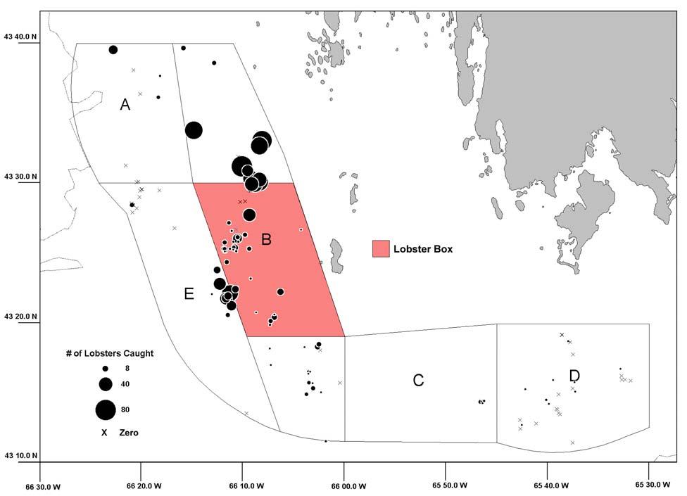 Figure 40. Location and number of lobsters caught in SFA 29 West in 2011 from observed scallop fishing trips.