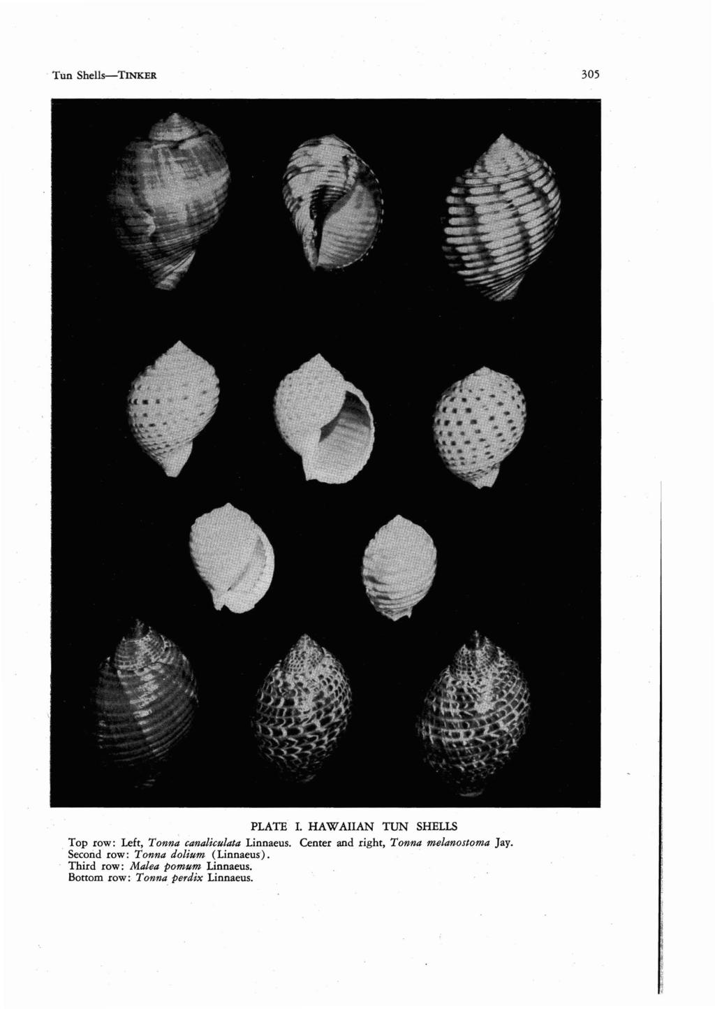 Tun Shells-TINKER 305 PLATE I. HAWAIIAN TUN SHELLS Top row: Left, Tonna canaliculata Linnaeus.