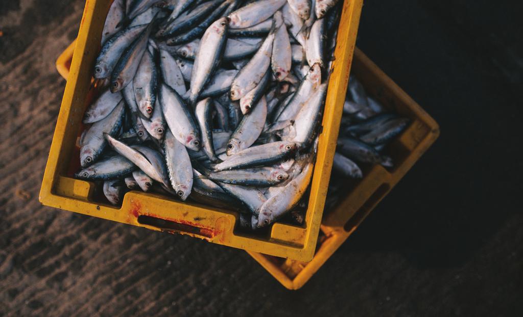 A brief from Dec 2017 How to End Illegal Fishing From coastal waters to the high seas, criminals are robbing the oceans and hurting economies Linh Nguyen /Unsplash Overview Every time wild-caught