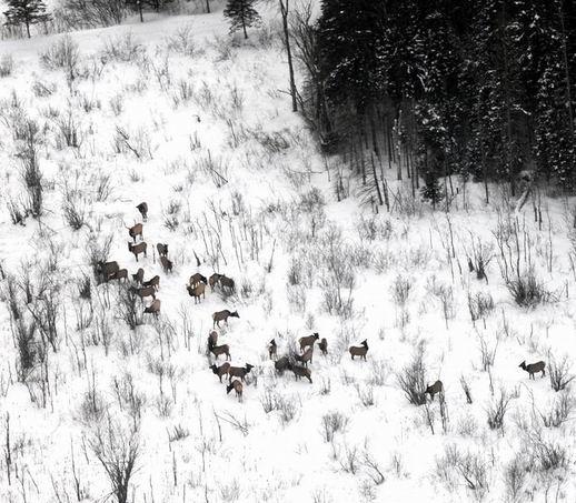 7 The Hartsmere elk group appears to be decreasing with 33 elk {22 cows, 6 bulls (2 mature), 3 calves in photos} being observed during January 2014 (Figure 6).