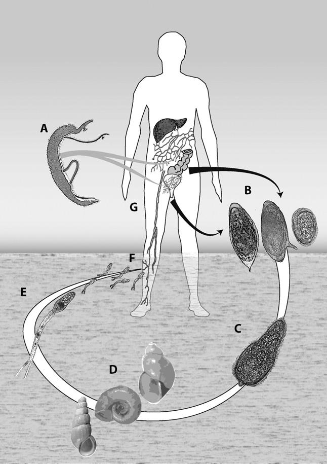 Schistosomiasis in travellers and migrants 7 Figure 1 Life cycle of human schistosomiasis. A. Paired adult schistosomes. B. Excreted schistosome eggs (feces or urine). C.