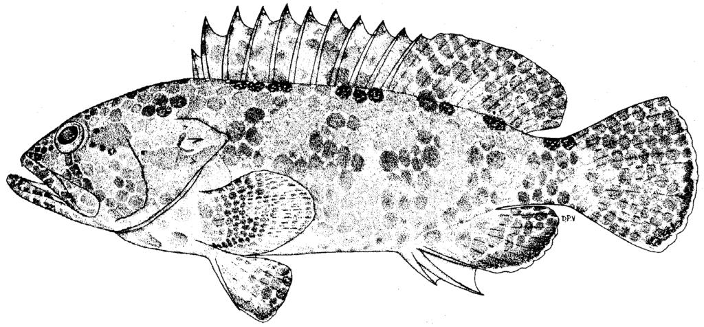 Groupers of the World 165 Size: Attains at least 35 cm standard length (43 cm total length). Interest to Fisheries: According to Tan et al. (1982), E.