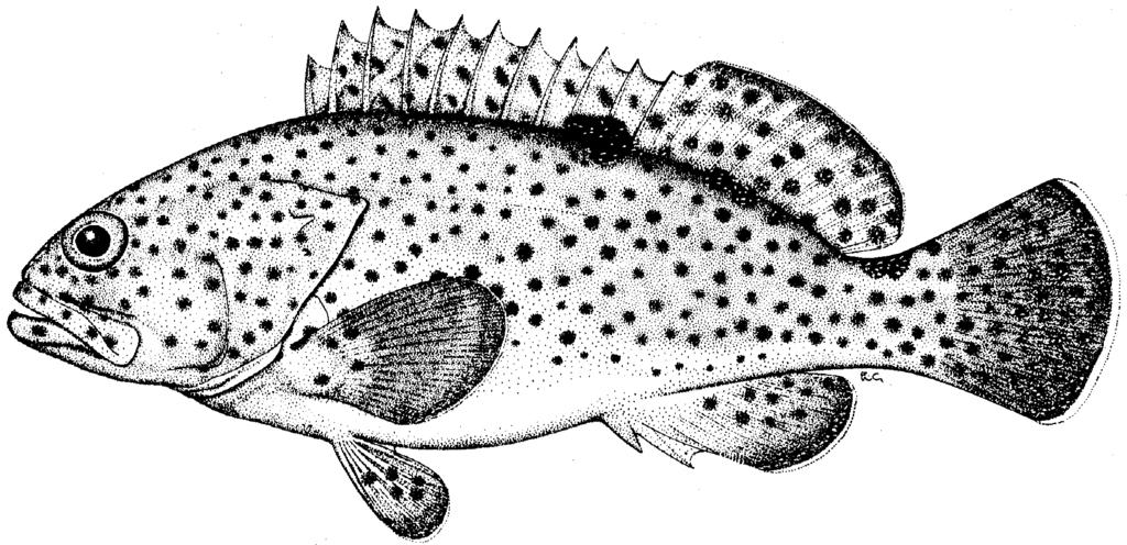 Groupers of the World 167 E. maculatus has the dorsal-fin membranes not incised between the spines; third or fourth dorsal-fin spine longest (its length contain&d 2.1 to 2.