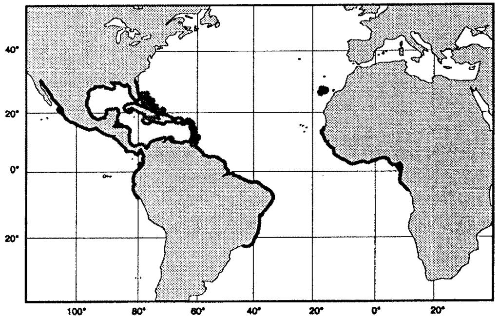 Groupers of the World 171 Epinephelus itajara (Lichtenstein, 1822) Fig. 333; PI. XVIB SERRAN Epin 17 Serranus itajara Lichtenstein, 1822:278 (type locality: Brazil). Synonyms:?