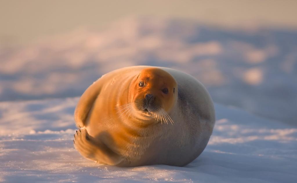 Steven Kazlowski/Getty Images Bearded seals are common in shallow Arctic waters.