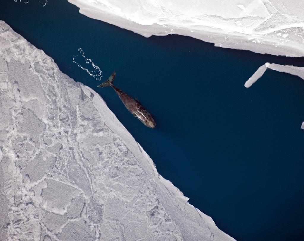 Sarah Sonsthagen/USGS A bowhead whale swims along the sea ice in the Arctic Ocean. Bowheads, which are an important part of subsistence culture, can live more than 100 years.
