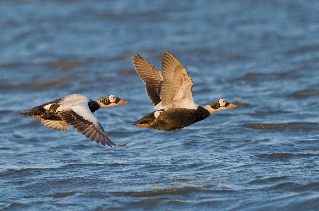 Shutterstock A pair of spectacled eider drakes fly over the coastal waters of Barrow,.