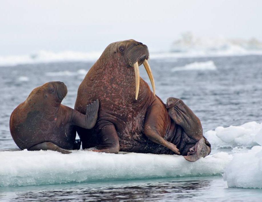 Sarah Sonsthagen/USGS Areas like Hanna Shoal in the Chukchi are essential habitat for walruses, which rest in family groups between foraging and migrating.