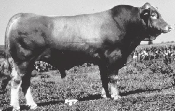 Tarentaise - The Tarentaise (pronounced TAIR en taze) breed (see Figure 13) originated in France and was imported into the United States in 1973.
