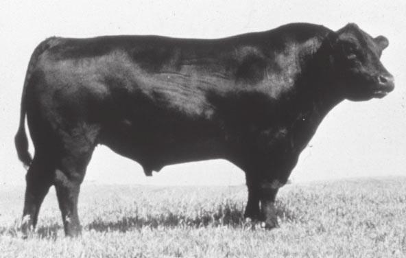 Angus cattle were first imported into the United States in 1873. These naturally polled cattle have black hair and skin. Angus are moderate in size and considered a maternal breed.