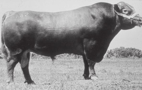 Red Angus - The Red Angus breed (see Figure 17) originated in the British Isles and was introduced into the United States in the 1870s.