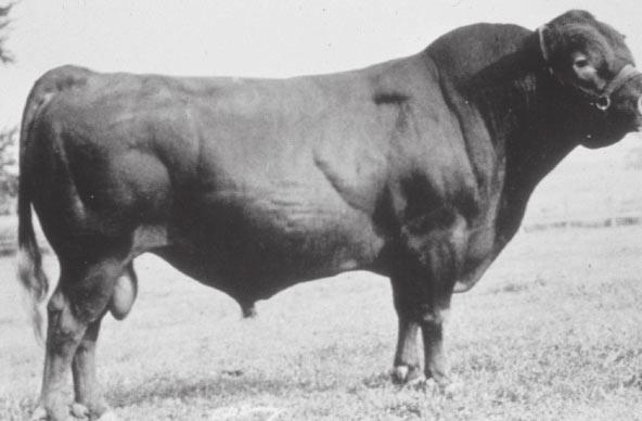 Red Angus Bull Red Poll - The Red Poll breed (see Figure 18) originated in England and was imported into the United States in 1873.
