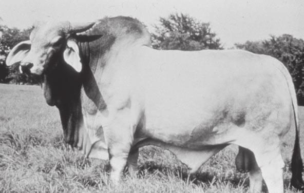 Some examples of Bos indicus cattle are the Nelore, Gyr, Guzerat, Brahman, Brangus, and Beefmaster breeds.