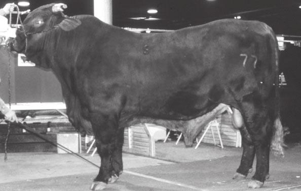 Beefmaster - The Beefmaster breed (see Figure 3) was developed on the Lasater Ranch in Texas in the 1930s. The cattle do not have a color standard although they are predominantly red or dun.