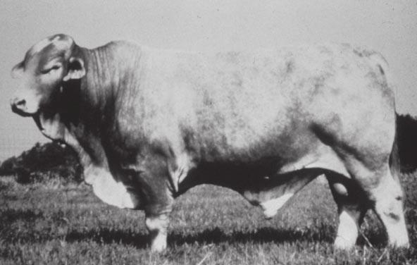 This breed thrives under both practical and severe range conditions. Beefmaster cattle possess many desirable reproductive traits and have high milking potential. Figure 3.