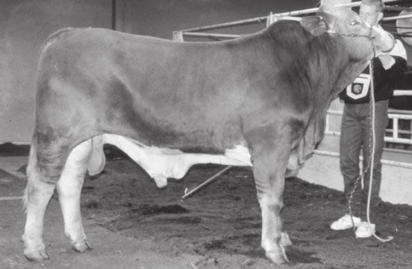 Simbrah - The Simbrah breed (see Figure 5) was developed in the United States in the late 1960s. This breed is a composite breed that consists of 5 / 8 Simmental and 3 / 8 Brahman.