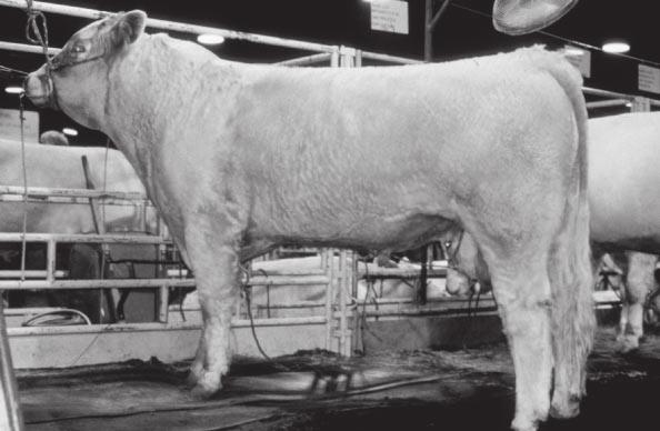 The Simbrah breed has both maternal and survival characteristics in a hot environment and produces a modern, lean, high-quality beef product. Figure 5.