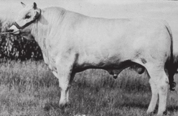 Chianina - The Chianina (pronounced kee-a-nee-na) breed (see Figure 7) originated in central Italy.