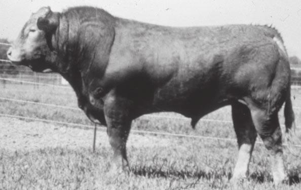 Limousin - The Limousin breed (see Figure 9) originated from France and was introduced into the United States in 1969.
