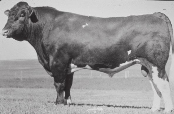 Limousin cattle have the natural genetic ability to produce lean, flavorful beef in a variety of settings. Figure 9.