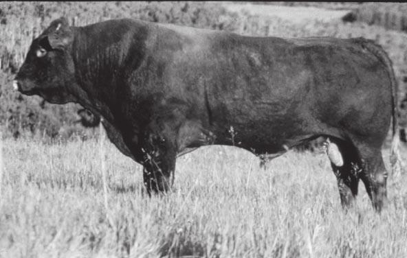Salers - The Salers (pronounced Sa lair) breed (see Figure 11) originated in France. The first Salers bull was imported into the United States in 1972.
