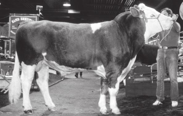 The breed s attributes include calving ease, maternal efficiency, and carcass merit. Salers are capable of adapting to rough terrain and harsh climates. Figure 11.
