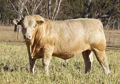 2 $37 $54 $27 Acc 63% 47% 64% 65% 71% 75% 51% 54% 49% Rank 20% 25% 20% 15% 20% A true beef bull and was selected to use in the stud as a yearling.