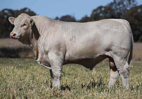 This son is a moderate framed; smooth bull with plenty of carcass as well as being really easy fleshing. Above average for all three weight traits as well as Eye Muscle Area and Fat Cover.