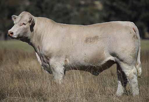 Dam - 5 progeny by 6 years of age (374 DCI). Her two sons sold have averaged $6,500. Above average Weight figures along with a very impressive Marbling EBV.