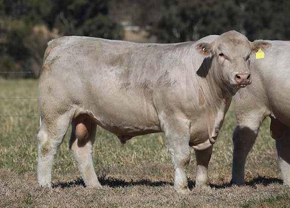 LOT 22 PALGROVE LEOPOLD (P) Tattoo: PK L1047E Calved: 30/09/2015 (23½ mths) S: Palgrove Barrister (P) S: PALGROVE howzat (P) D: Palgrove Freisia 18 (P) Ever thought about a career in the beef