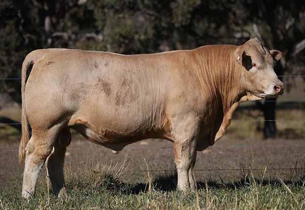 Dam - 3 progeny by 5 years of age (360 DCI); daughter of the record breaking Valiant sire. Huge Eye Muscle and positive Fat Cover EBVs.